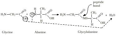 Глицин реагирует с гидроксидом натрия. Дипептид глицин аланин. Alanine Glycine Alanine Peptide. Глицин глицин аланин-пептид. Глицин и аланин реакция.